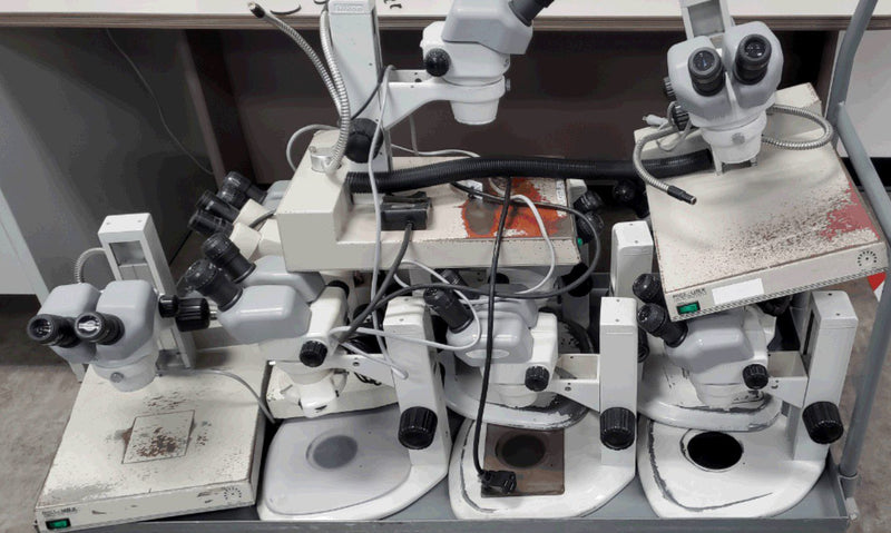 Nikon Lot of Nikon Microscopes