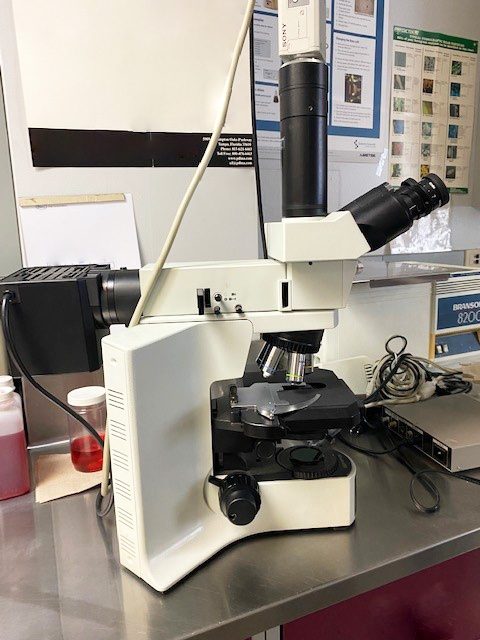 Olympus BX 41 TF Microscope