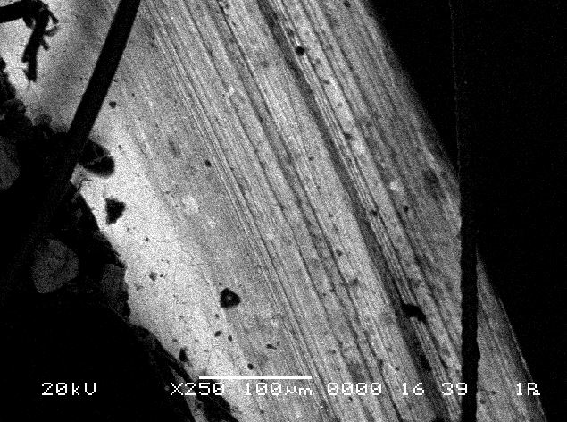 Jeol JSM 6060 LV Turbo SEM (Scanning Electron Microscope)