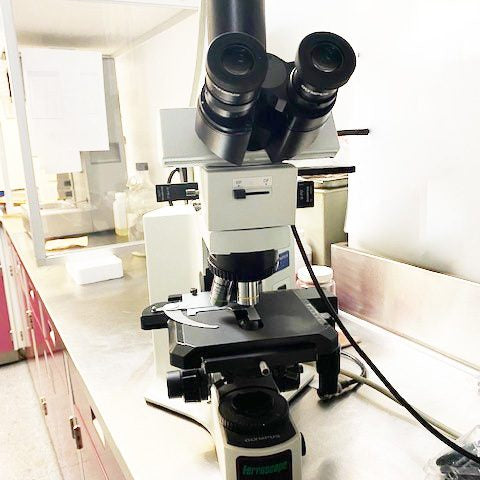 Olympus BX 41 TF Microscope