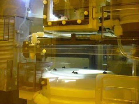 SCREEN / DNS SU 3100 Wafer Cleaner