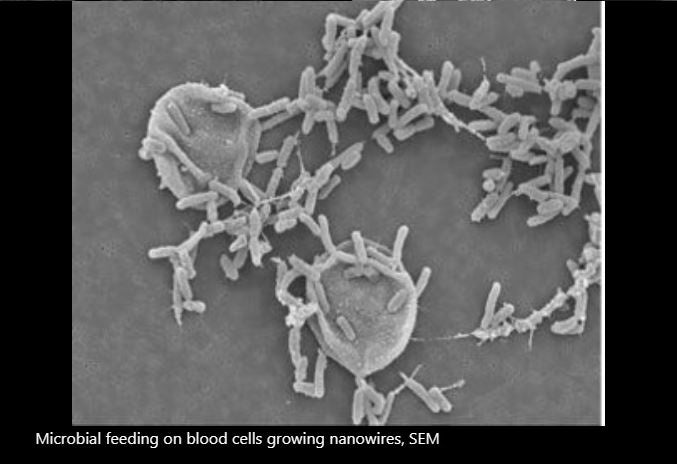 Jeol 7001 F FE-SEM (Field Emission Scanning Electron Microscope)